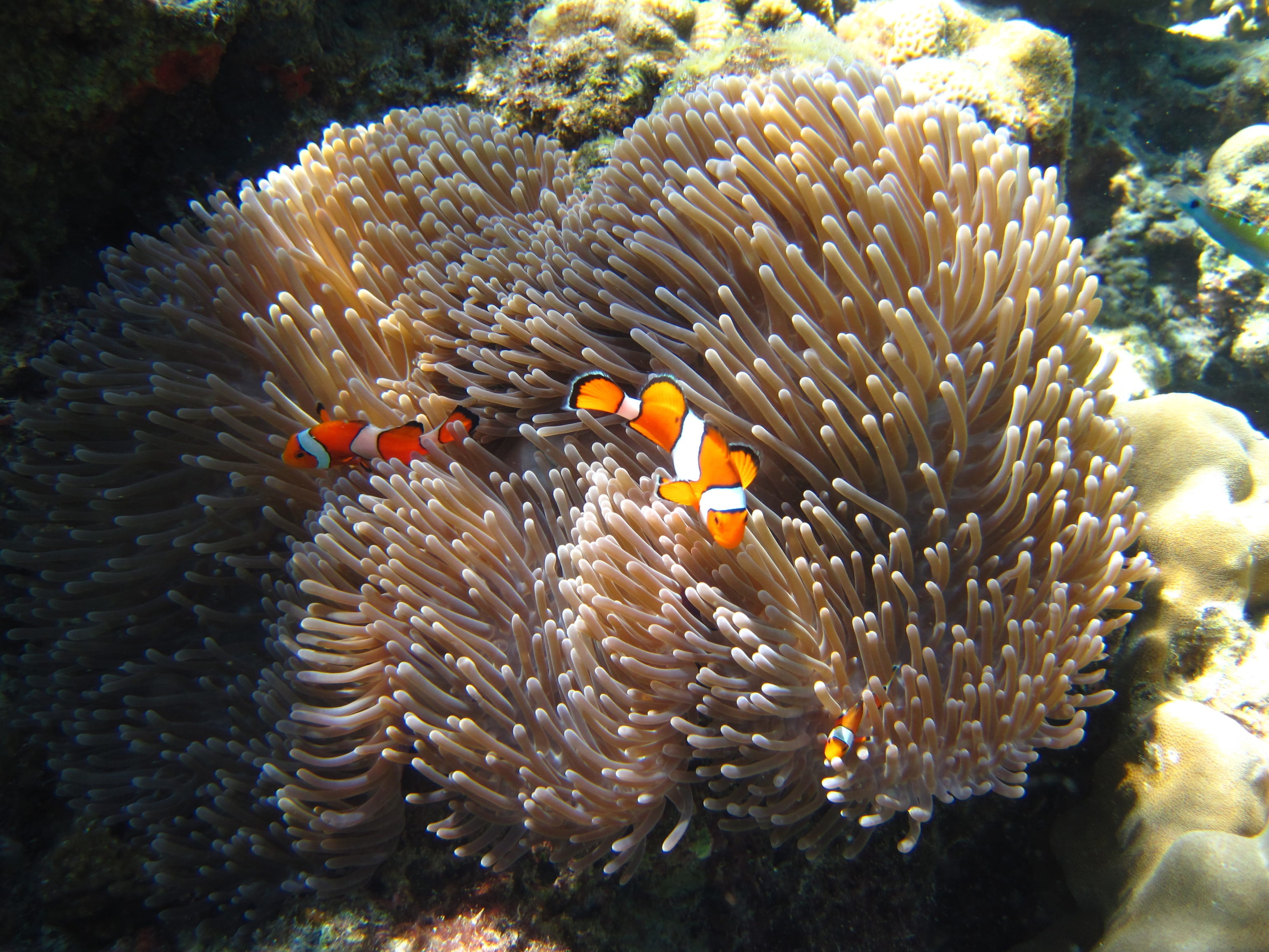 Artificial Coral Could Save World's Oceans